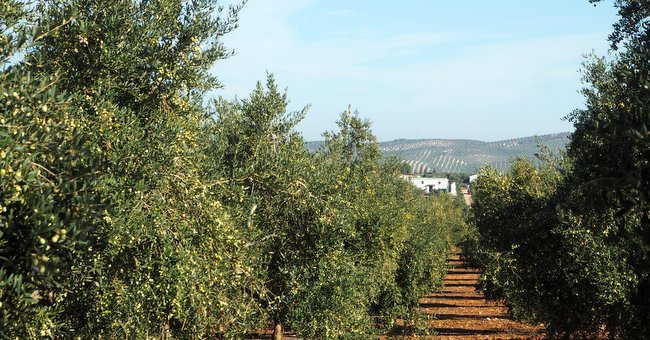 olijfgaard van de boerderij Las Valdesas, Andalusië, Spanje