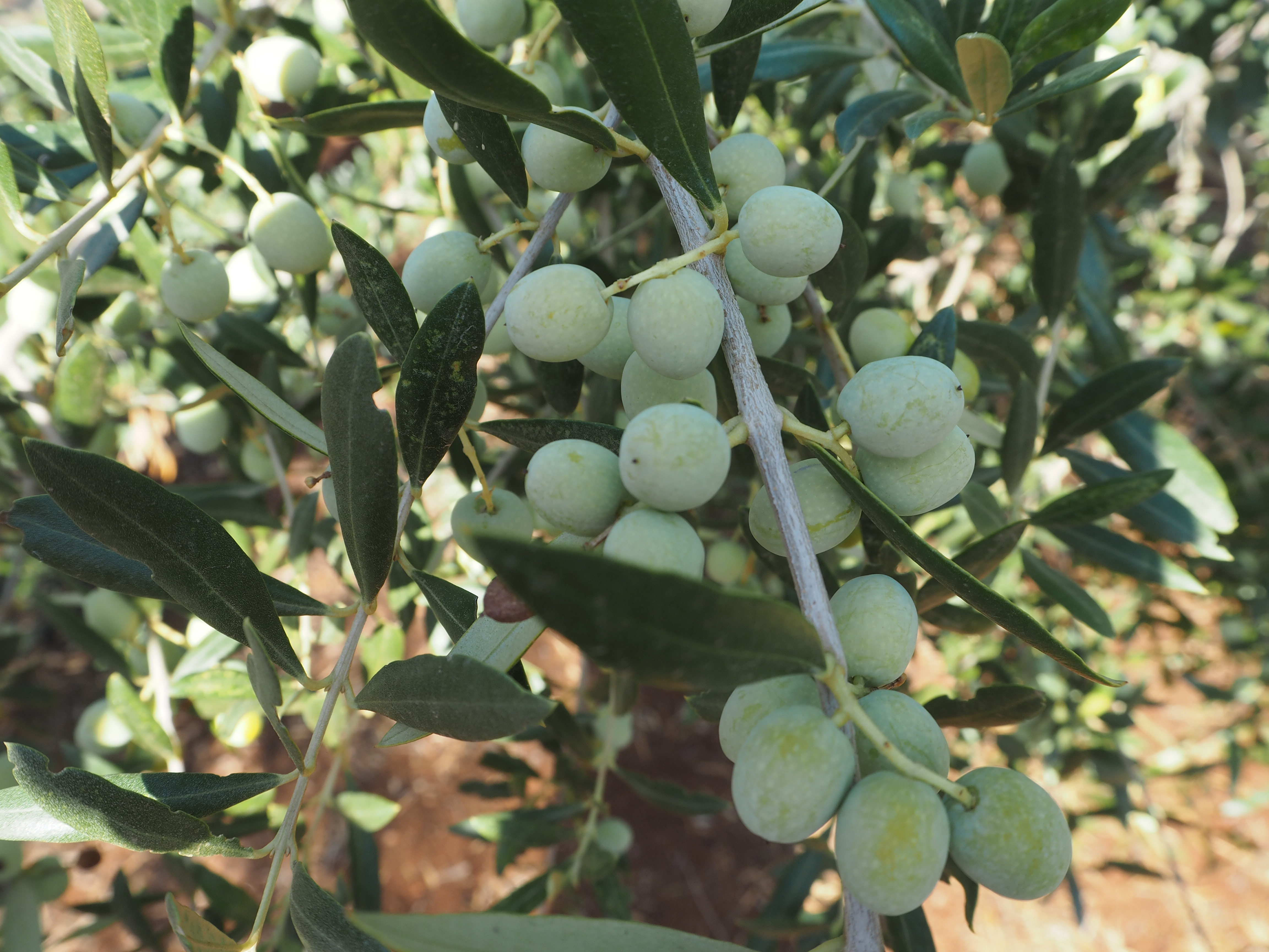 Arbequina-Olive