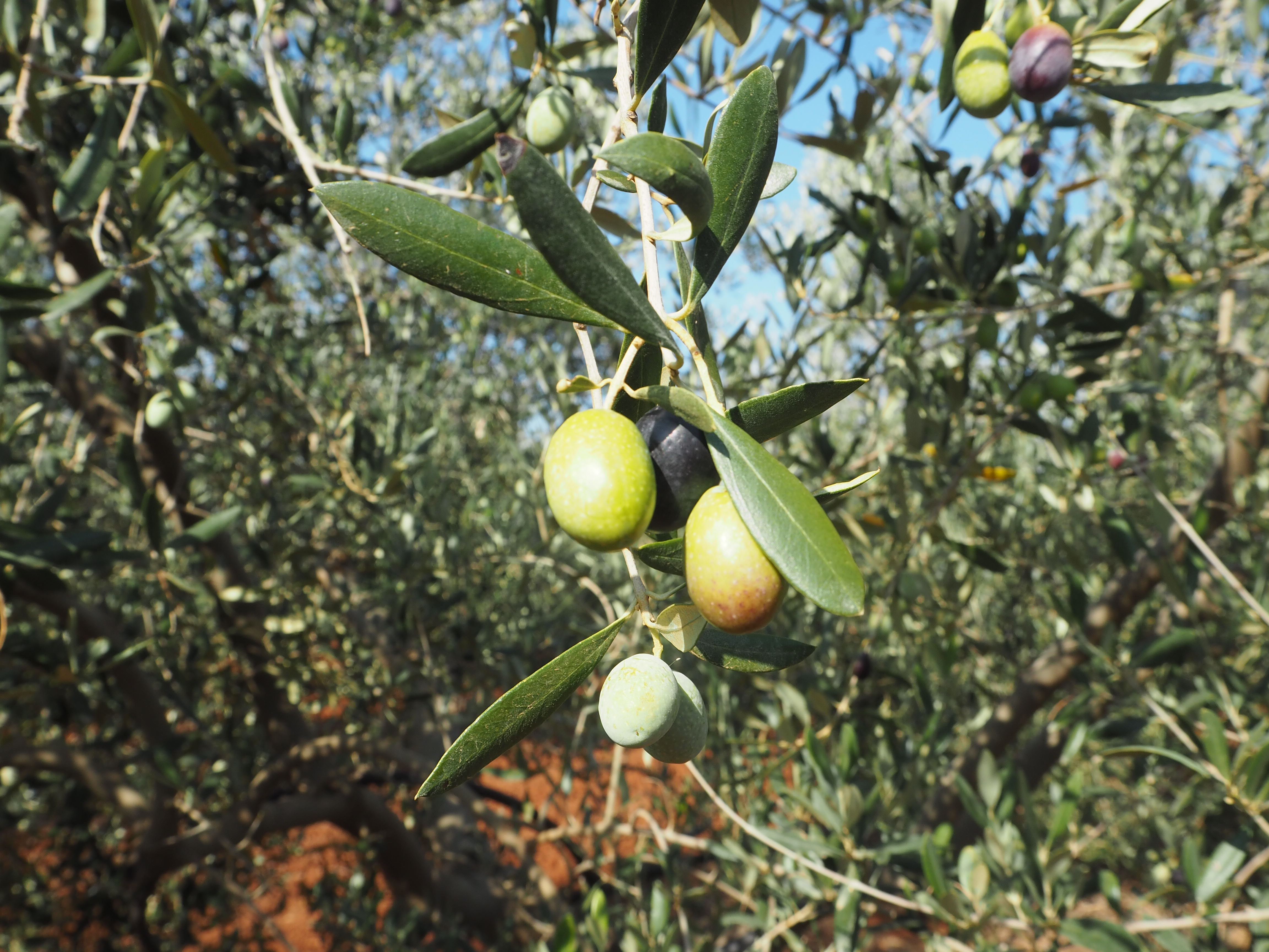 Frantoio-Olive