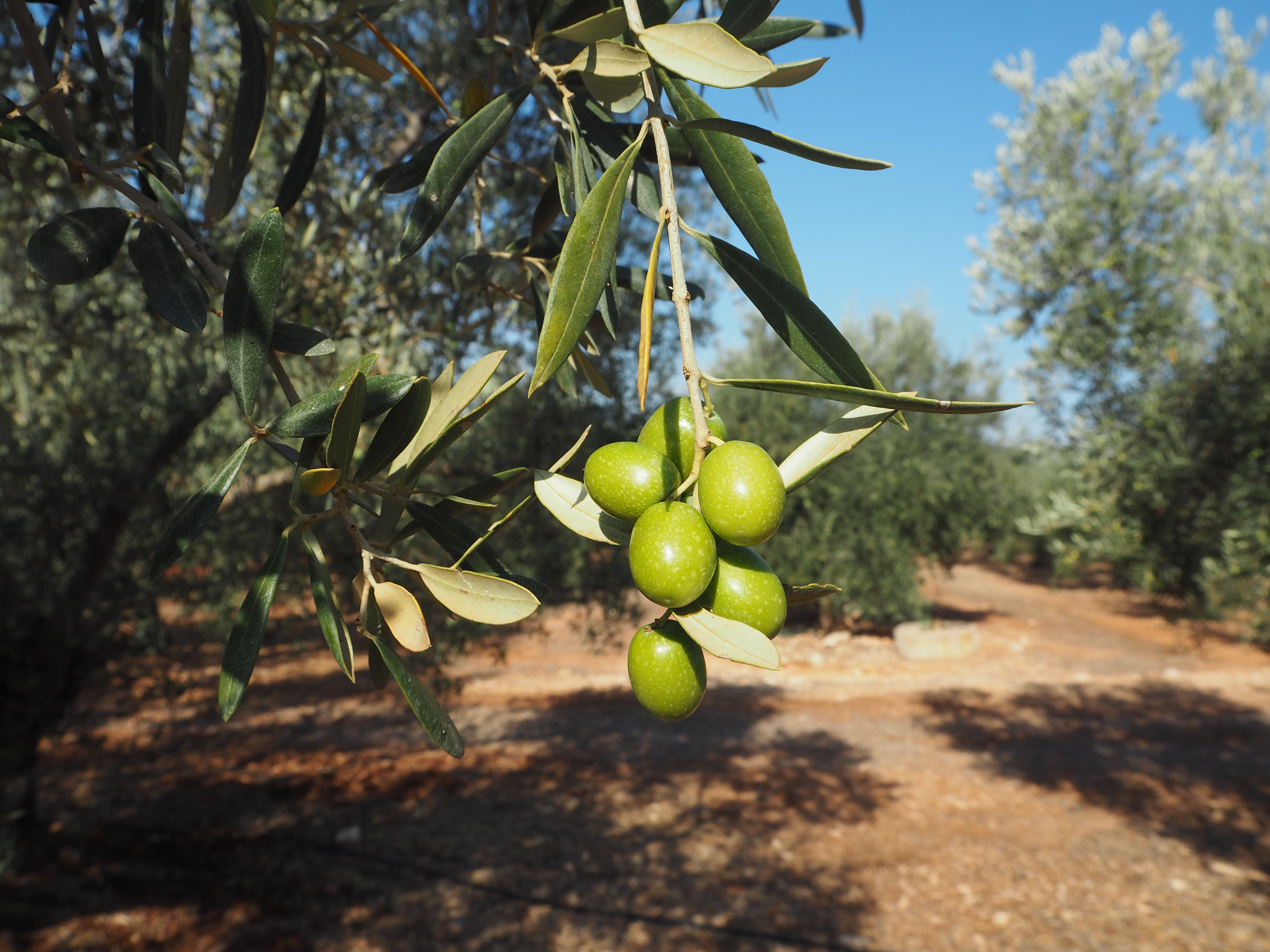 Hojiblanca-Olive